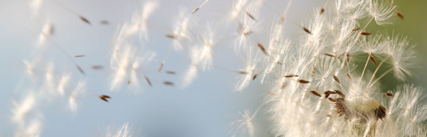 Ihr spiritueller Weg zum Reiki-Meister-Grad