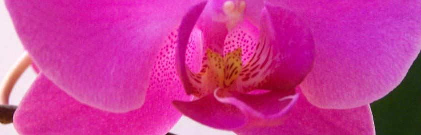 Willkommen auf reiki-lehnert.de